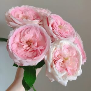Bella Linda Kiss Rose