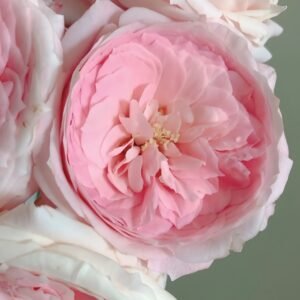 Bella Linda Kiss Rose