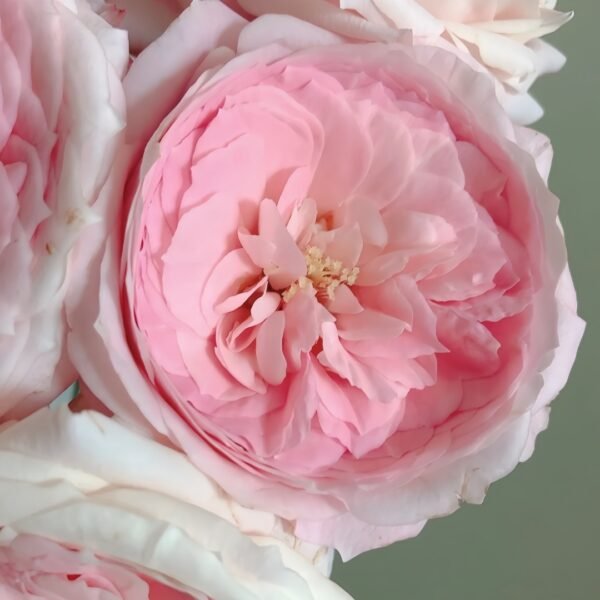 Bella Linda Kiss Rose