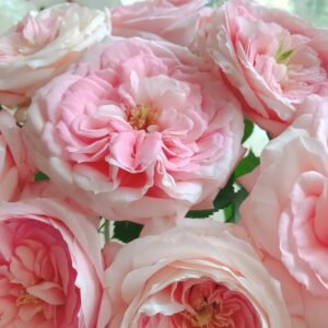 Bella Linda Kiss Rose