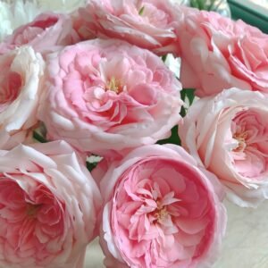 Bella Linda Kiss Rose