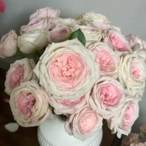 Bella Linda Kiss Rose