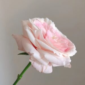 Bella Linda Kiss Rose