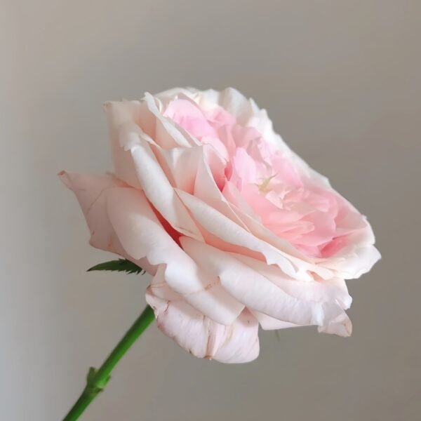 Bella Linda Kiss Rose