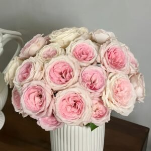 Bella Linda Kiss Rose