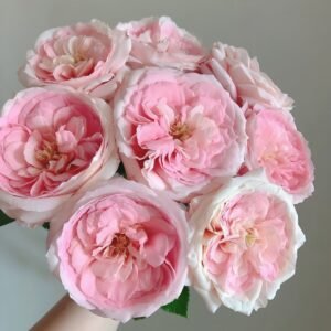 Bella Linda Kiss Rose Plant｜亲吻琳达 - 图片 10