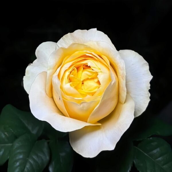 Bergamotte Rose