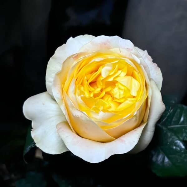 Bergamotte Rose