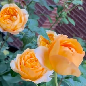 Bergamotte Rose