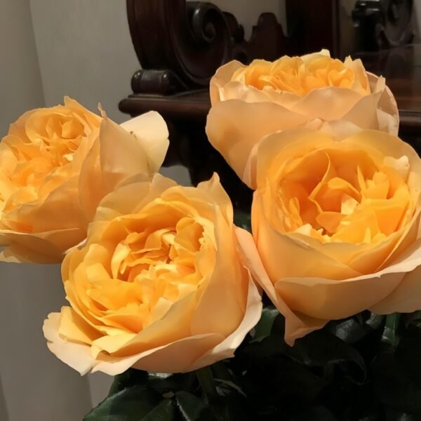 Bergamotte Rose