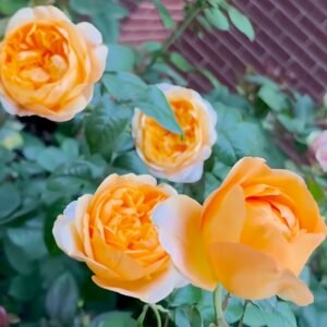 Bergamotte Rose