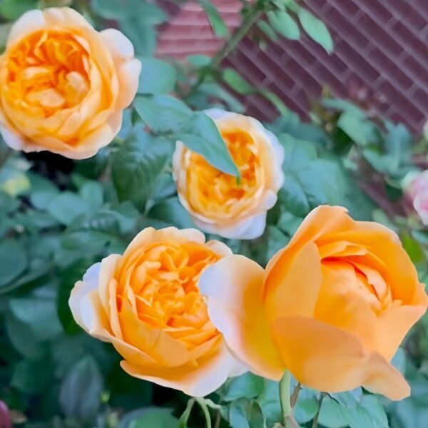 Bergamotte Rose