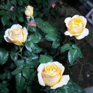 Bergamotte Rose