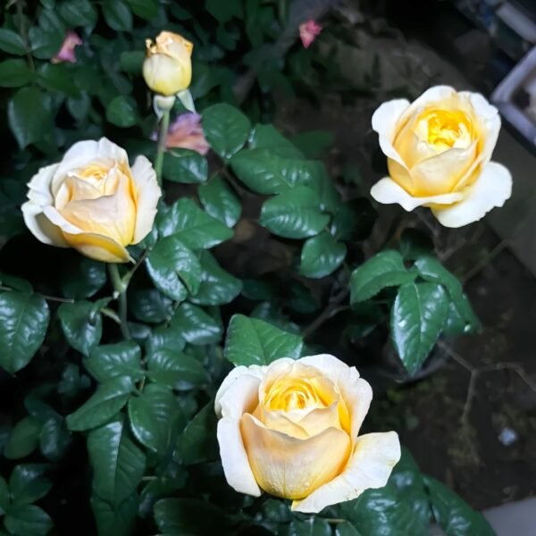 Bergamotte Rose