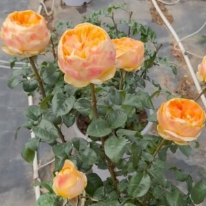 Bergamotte Rose