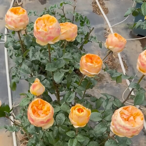 Bergamotte Rose