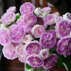 Blue Moon Stone Rose