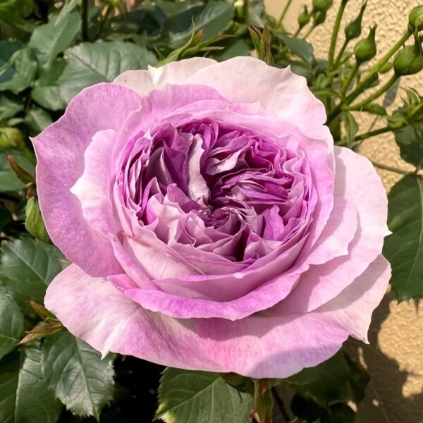 Blue Moon Stone Rose