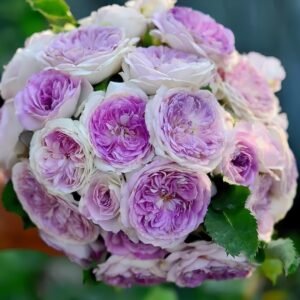 Blue Moon Stone Rose