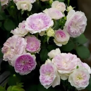 Blue Moon Stone Rose