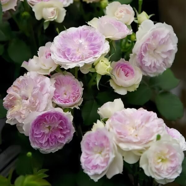 Blue Moon Stone Rose