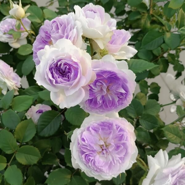Blue Moon Stone Rose