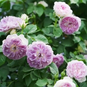 Blue Moon Stone Rose