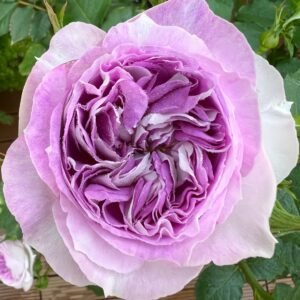 Blue Moon Stone Rose