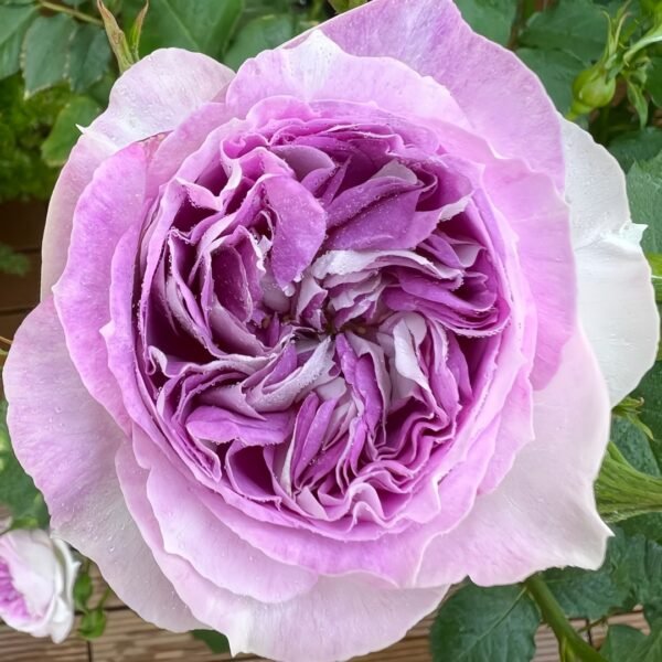 Blue Moon Stone Rose