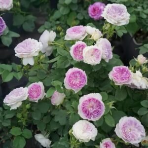 Blue Moon Stone Rose
