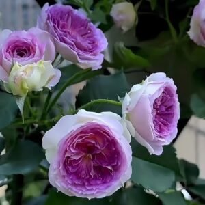 Blue Moon Stone Rose Plant|蓝月石 - 图片 10