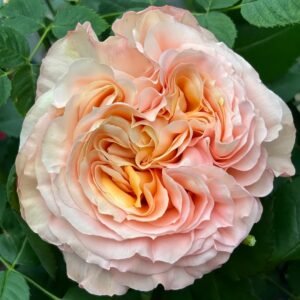 Butterfly Valley Rose