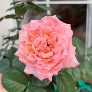 Butterfly Valley Rose