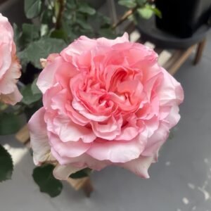 Butterfly Valley Rose