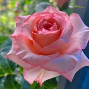 Butterfly Valley Rose
