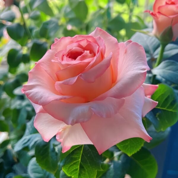 Butterfly Valley Rose
