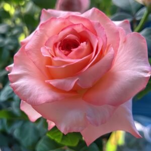 Butterfly Valley Rose