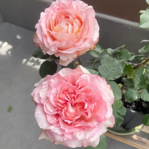 Butterfly Valley Rose