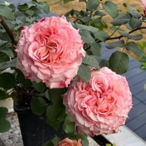Butterfly Valley Rose