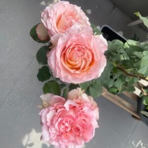 Butterfly Valley Rose