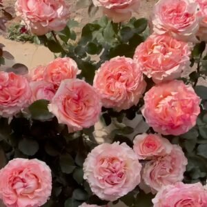 Butterfly Valley Rose