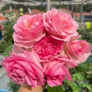 Candy Avalanche Rose
