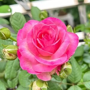 Candy Avalanche Rose