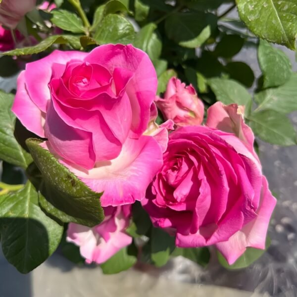 Candy Avalanche Rose