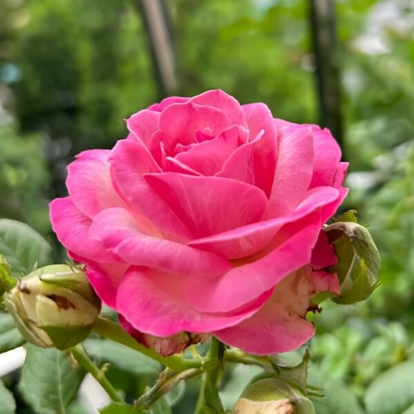 Candy Avalanche Rose