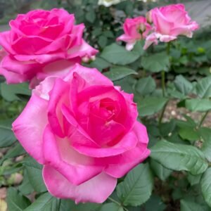 Candy Avalanche Rose