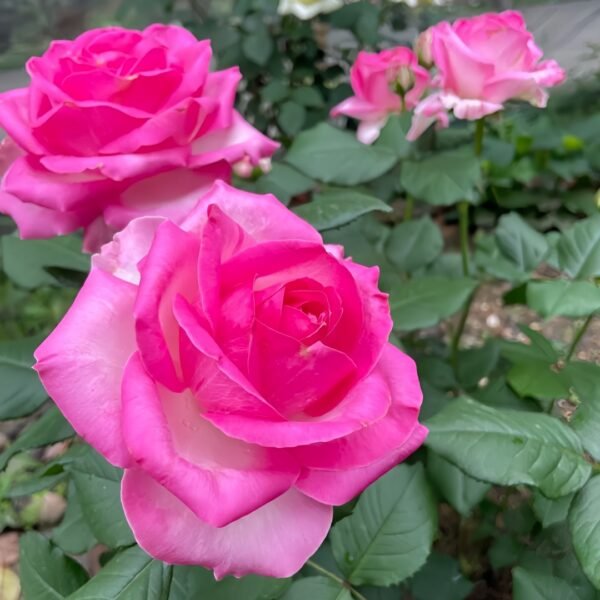 Candy Avalanche Rose