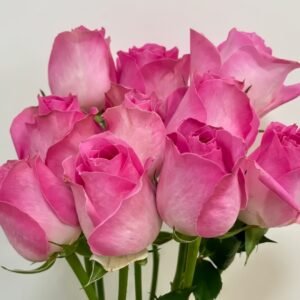 Candy Avalanche Rose
