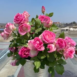 Candy Avalanche Rose