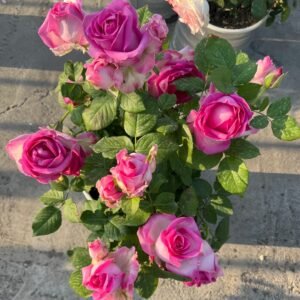Candy Avalanche Rose